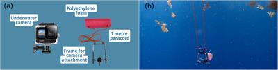 Free-swimming fauna associated with influxes of pelagic sargassum: Implications for management and harvesting